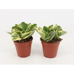 Peperomia Obtusifolia Variegatum P12