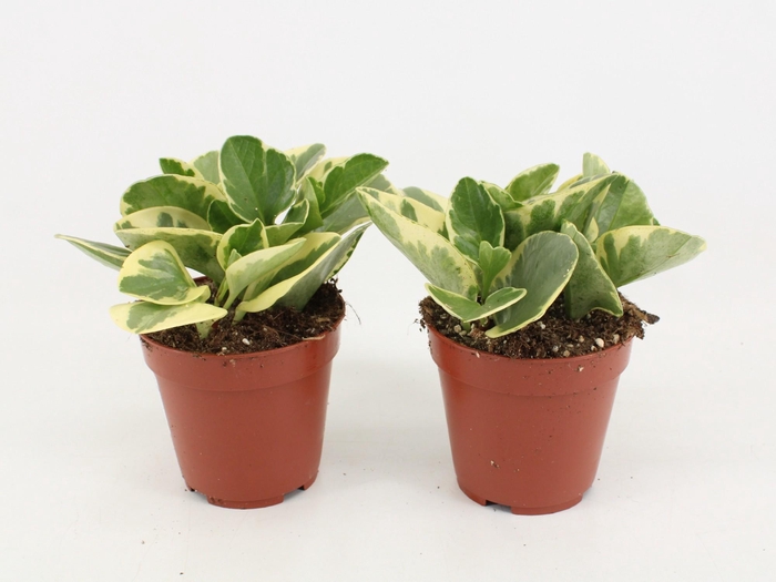 <h4>Peperomia Obtusifolia Variegatum P12</h4>
