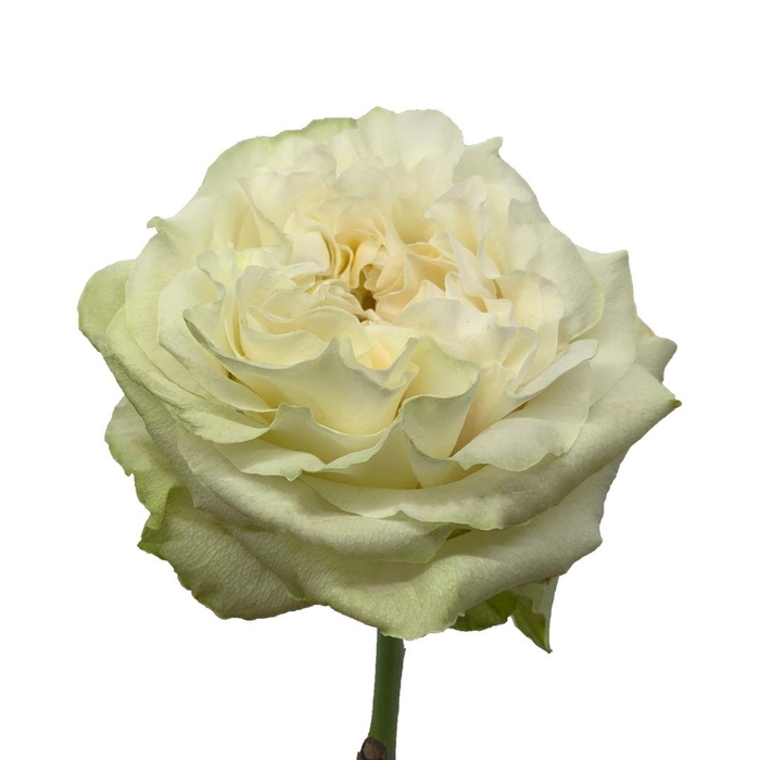 <h4>R GR MOONSTONE</h4>