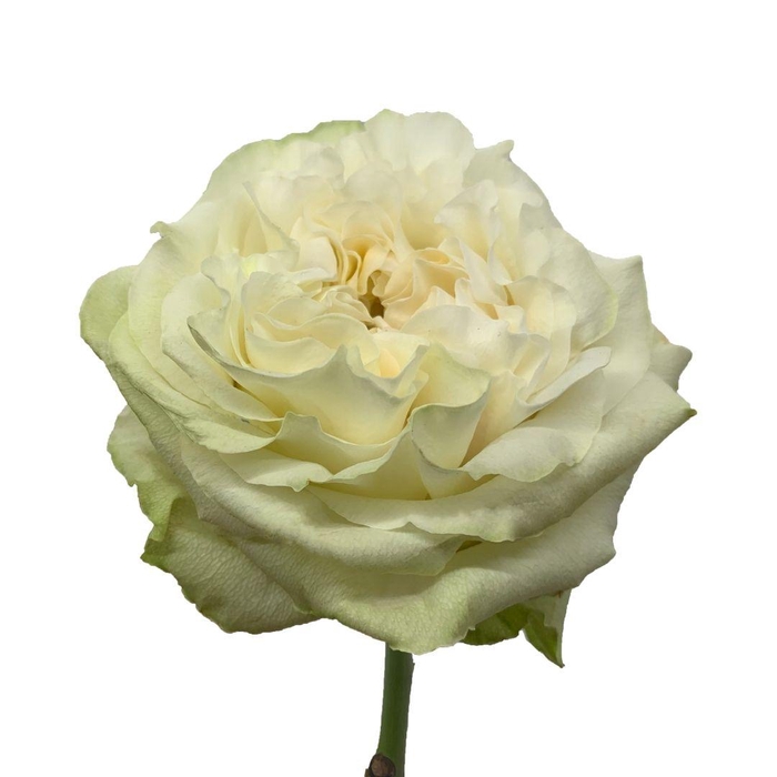 <h4>R GR MOONSTONE</h4>