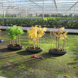 Pseudolarix amabilis, group 5 stem