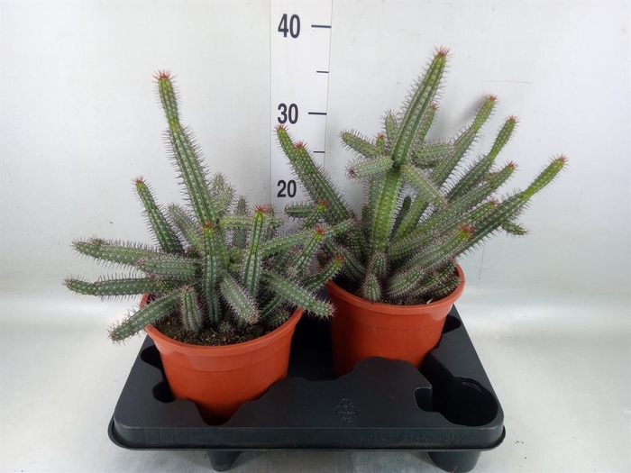 <h4>Euphorbia baioensis</h4>