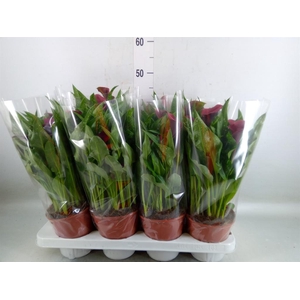 Zantedeschia  'Royal Valentine'