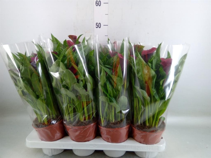 <h4>Zantedeschia  'Royal Valentine'</h4>
