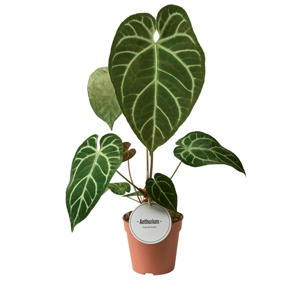 <h4>Anthurium Crystallinum x Regale</h4>
