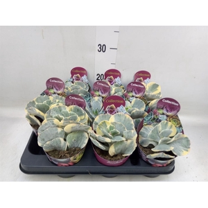 Cotyledon undulata