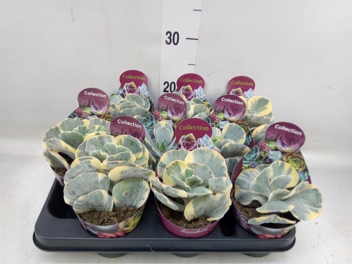 <h4>Cotyledon undulata</h4>