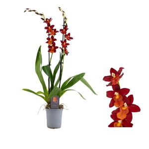 Inca Cambria Fire Alarm 2 spike 9cm