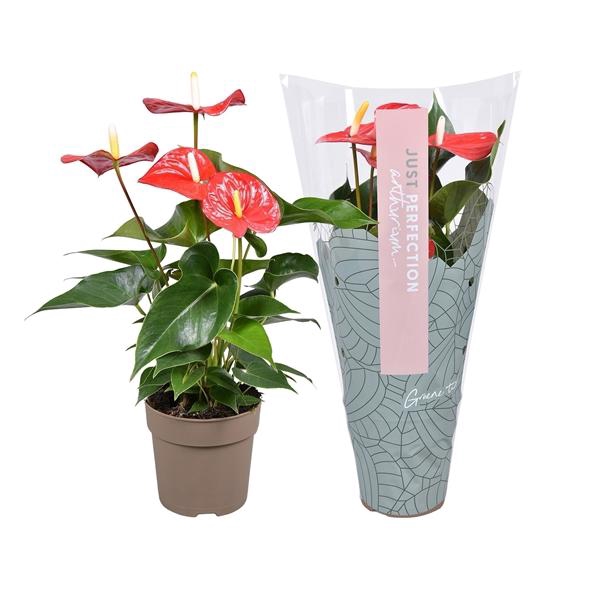 <h4>Anthurium (Andreanum Grp) Everio</h4>