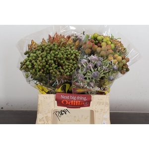 Kaaps Groen Mix In Emmer