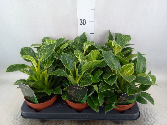 <h4>Philodendron   ...</h4>