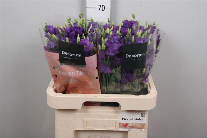 <h4>Eus E Picco Violet</h4>