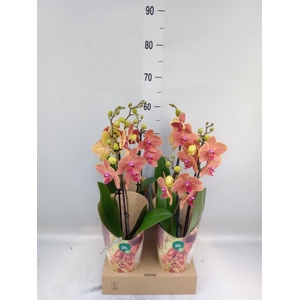 Phalaenopsis   ...orange