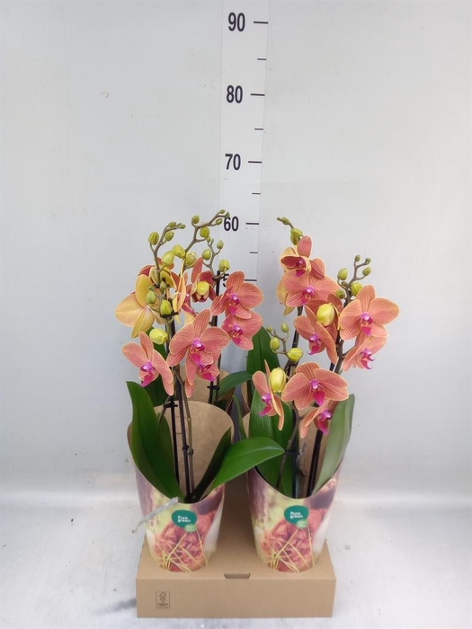 <h4>Phalaenopsis   ...orange</h4>