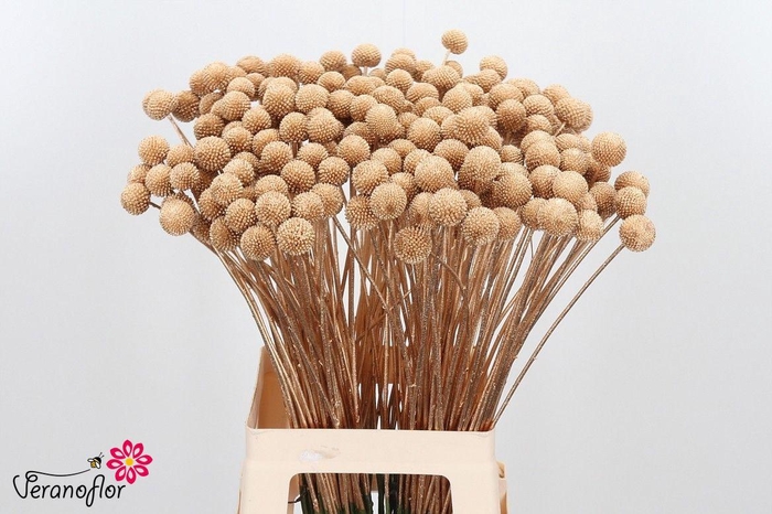 <h4>CRAS KLB H%</h4>