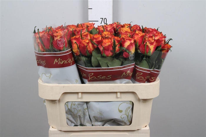 <h4>R Gr Wildfox</h4>