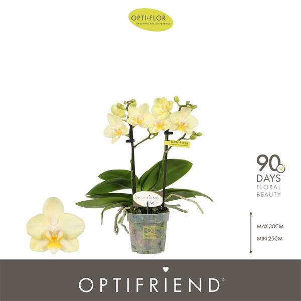 <h4>Phalaenopsis Multifloratypes overig geel</h4>