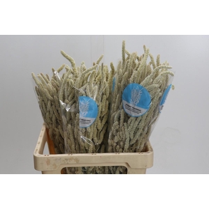 Amaranthus Yearming Desert