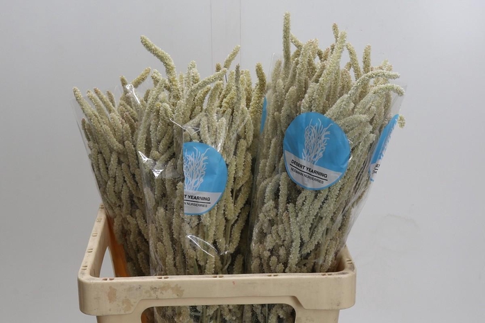 <h4>Amaranthus Yearming Desert</h4>