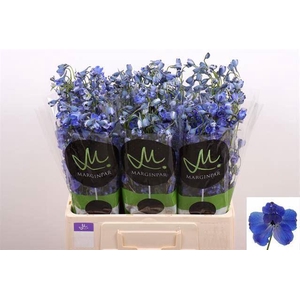 DELPH EN BELLA ANDES AZURE