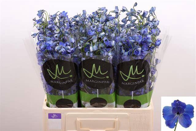 <h4>DELPH EN BELLA ANDES AZURE</h4>