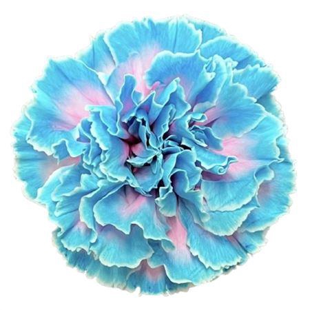<h4>Di St Molly Bubblegum</h4>