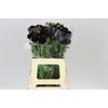 Scabiosa Atr Blackberry Scoop