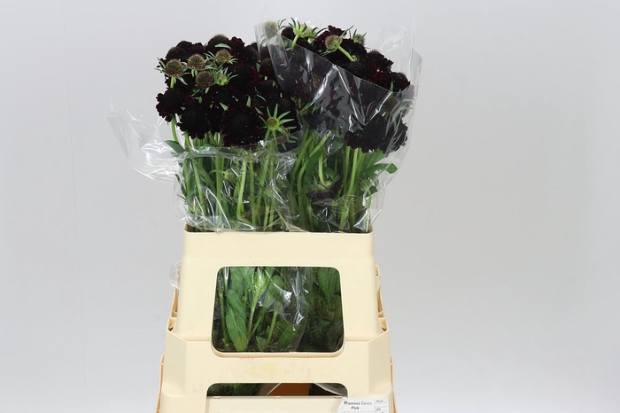 <h4>Scabiosa Atr Blackberry Scoop</h4>