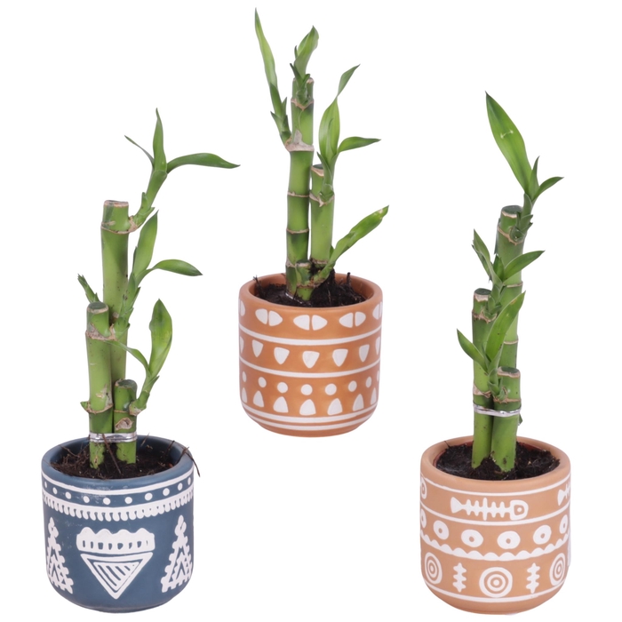 <h4>Lucky Bamboo Toef in Ceramic Pot Vanuata Ø07cm</h4>