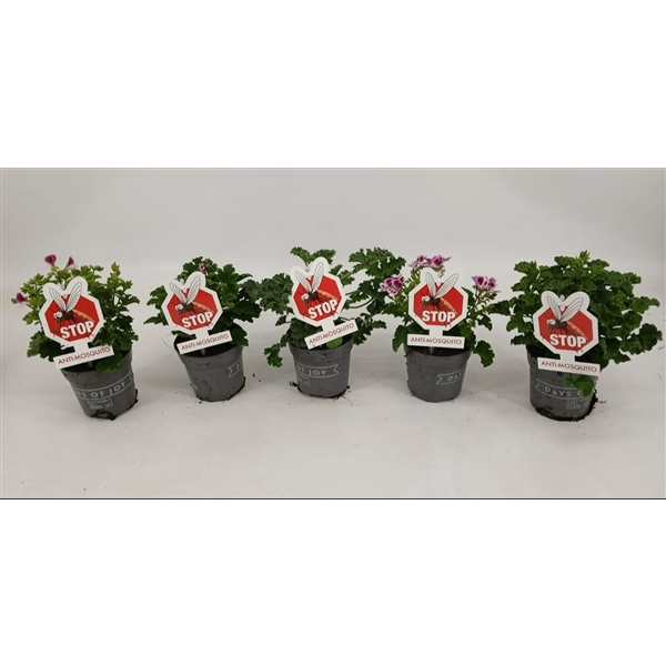<h4>Pelargonium 'Anti-Mosquito' mix</h4>