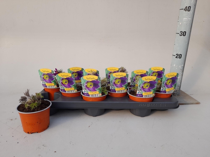 <h4>PULS VULGARIS</h4>