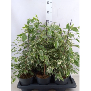 Ficus benja. 'Twilight'