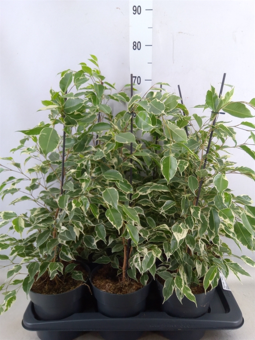 <h4>Ficus benja. 'Twilight'</h4>