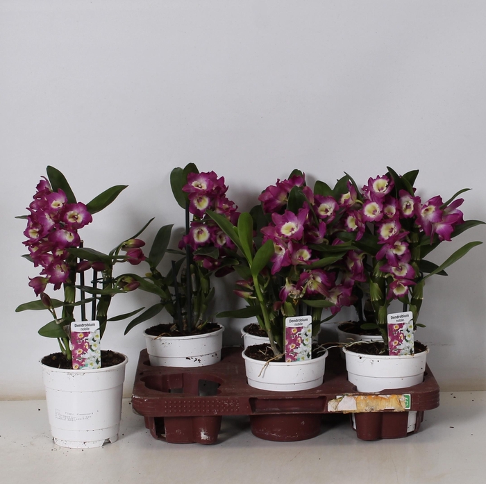 <h4>DEND NOBILE</h4>