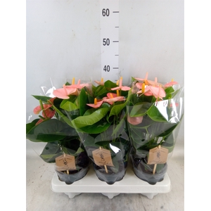 Anthurium andr. 'Spirit'