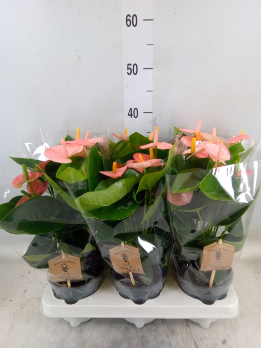 <h4>Anthurium andr. 'Spirit'</h4>