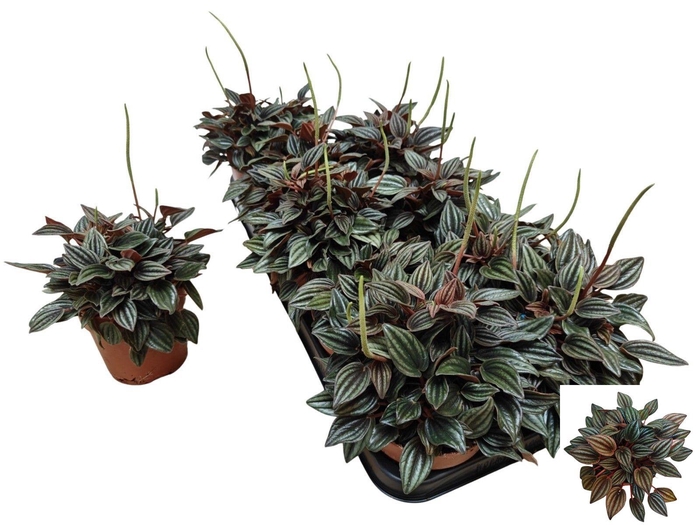 <h4>PEP CA LIMA</h4>