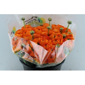 Ran Kloon Extra Fiesta