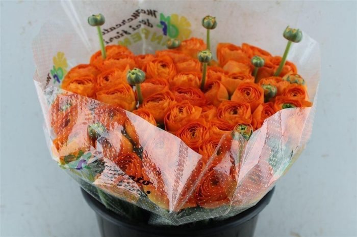 <h4>Ran Kloon Extra Fiesta</h4>