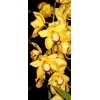 Cymbidium 8/11 Dark Pink Bl pst
