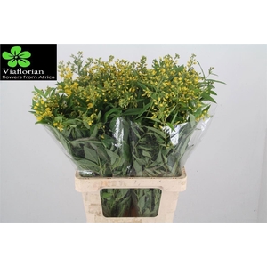Lysim Vulgaris
