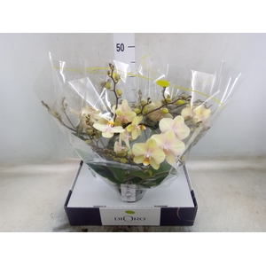 Phalaenopsis   ...