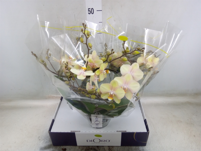 <h4>Phalaenopsis   ...</h4>
