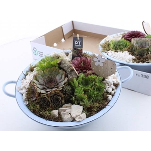 ARR SEMPERVIVUM