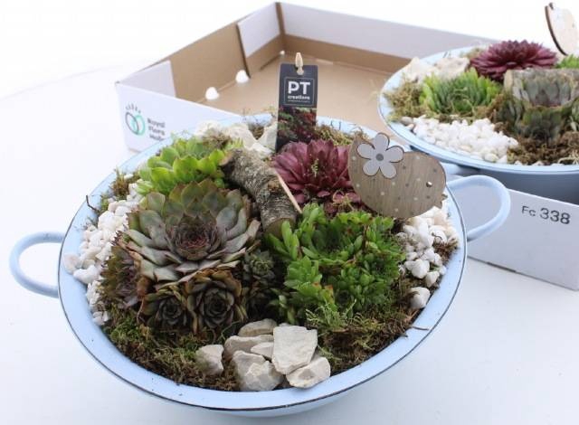 <h4>ARR SEMPERVIVUM</h4>