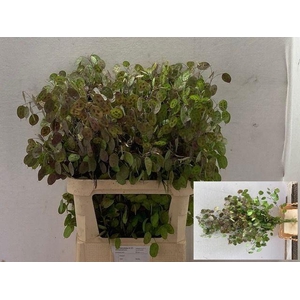 LUNARIA ANN PAARSE P