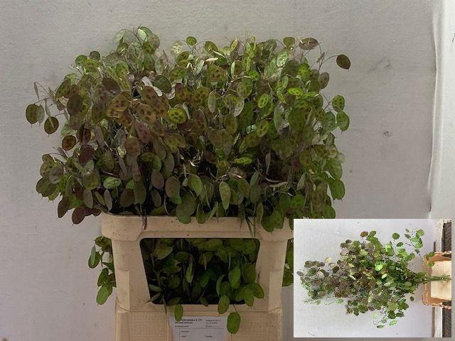 <h4>LUNARIA ANN PAARSE P</h4>