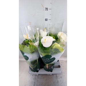 Anthurium andr. 'Samora'