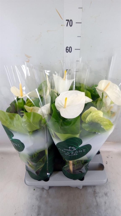 <h4>Anthurium andr. 'Samora'</h4>