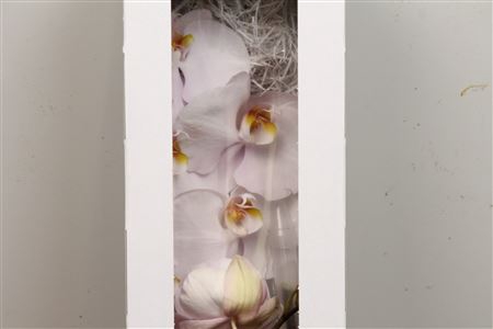 <h4>Phal Alpha</h4>